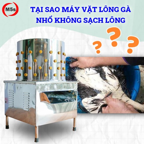 Tại sao máy vặt lông gà nhổ không sạch lông