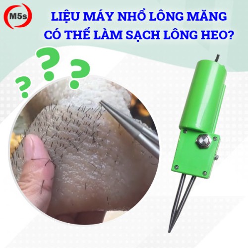 Liệu máy nhổ lông măng có thể làm sạch lông heo không?